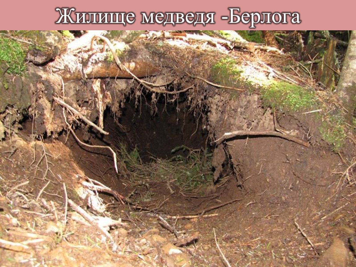 Медвежья Берлога