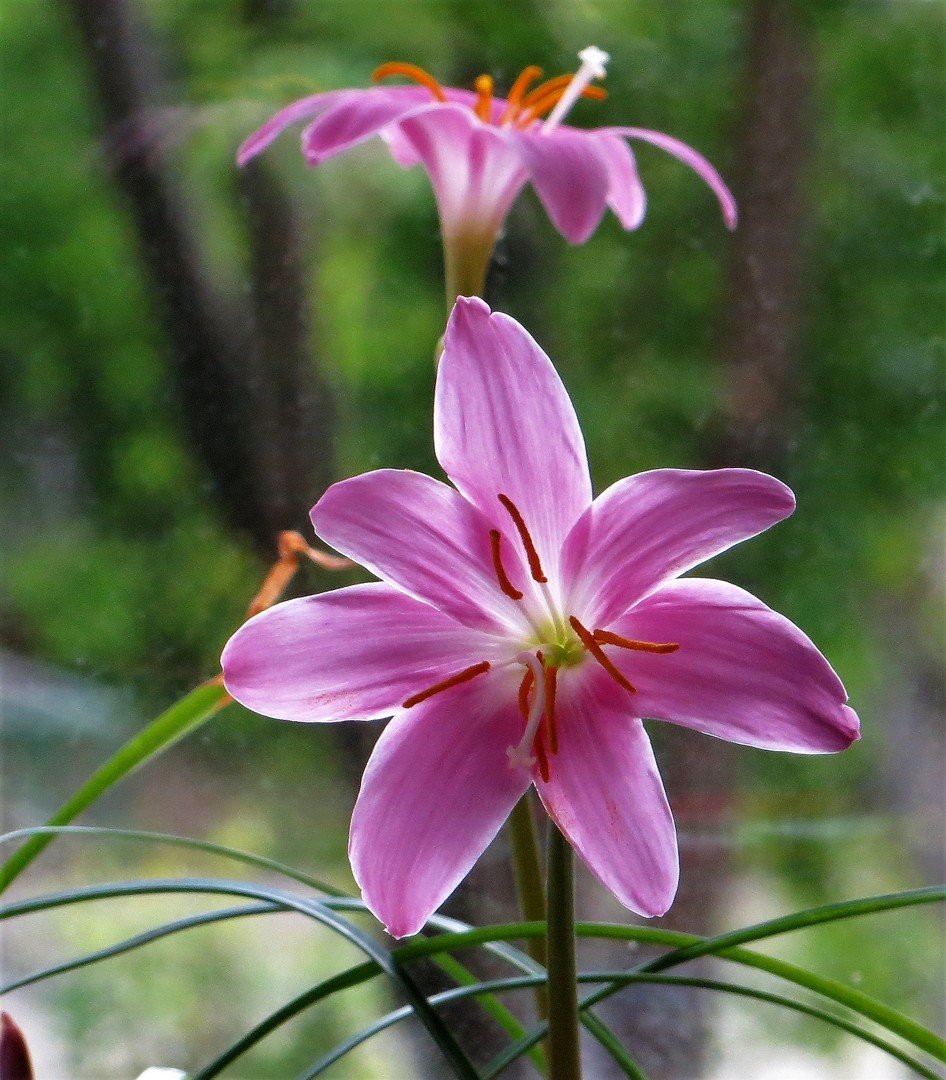 Зефирантес розовый