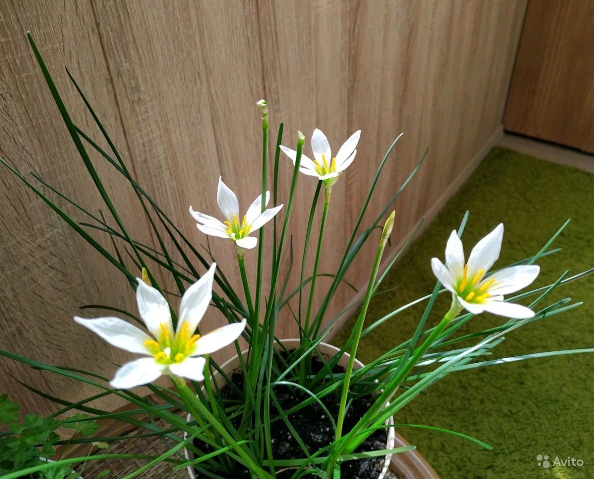 Цветок зефирантес