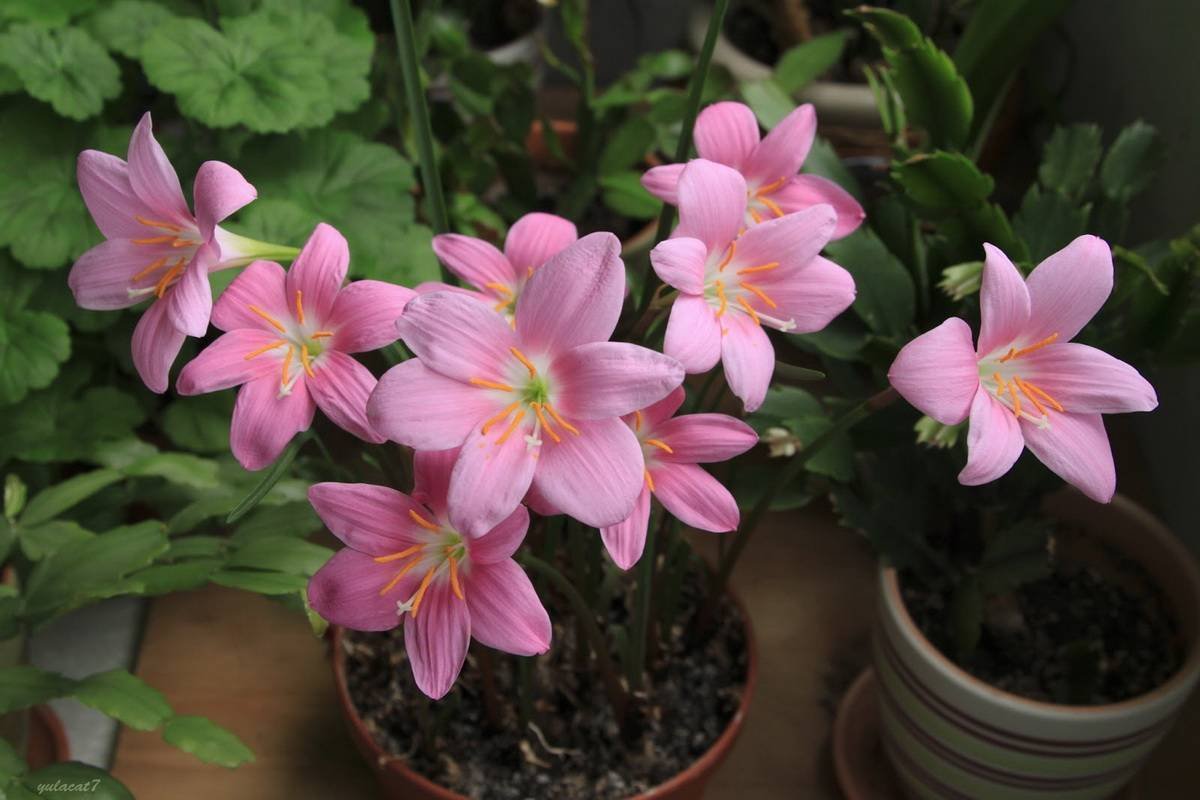 Зефирантес комнатный