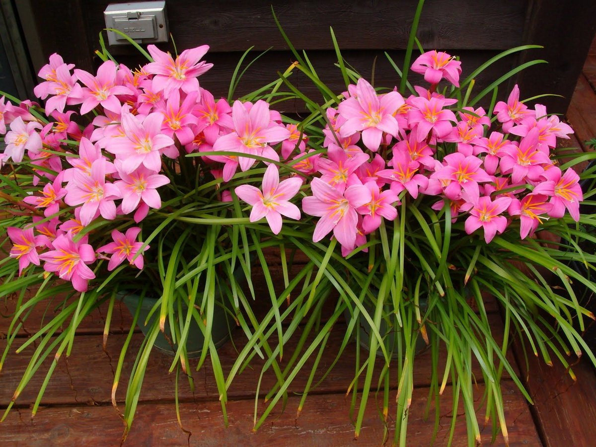 Зефирантес Робустус