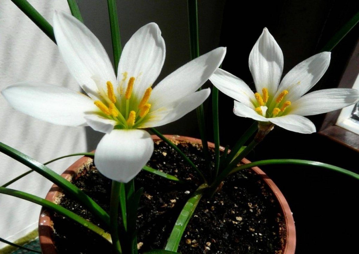 Зефирантес (Zephyranthes) robustus
