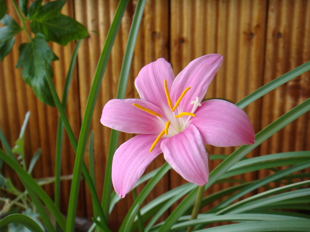 Зефирантес белоснежный