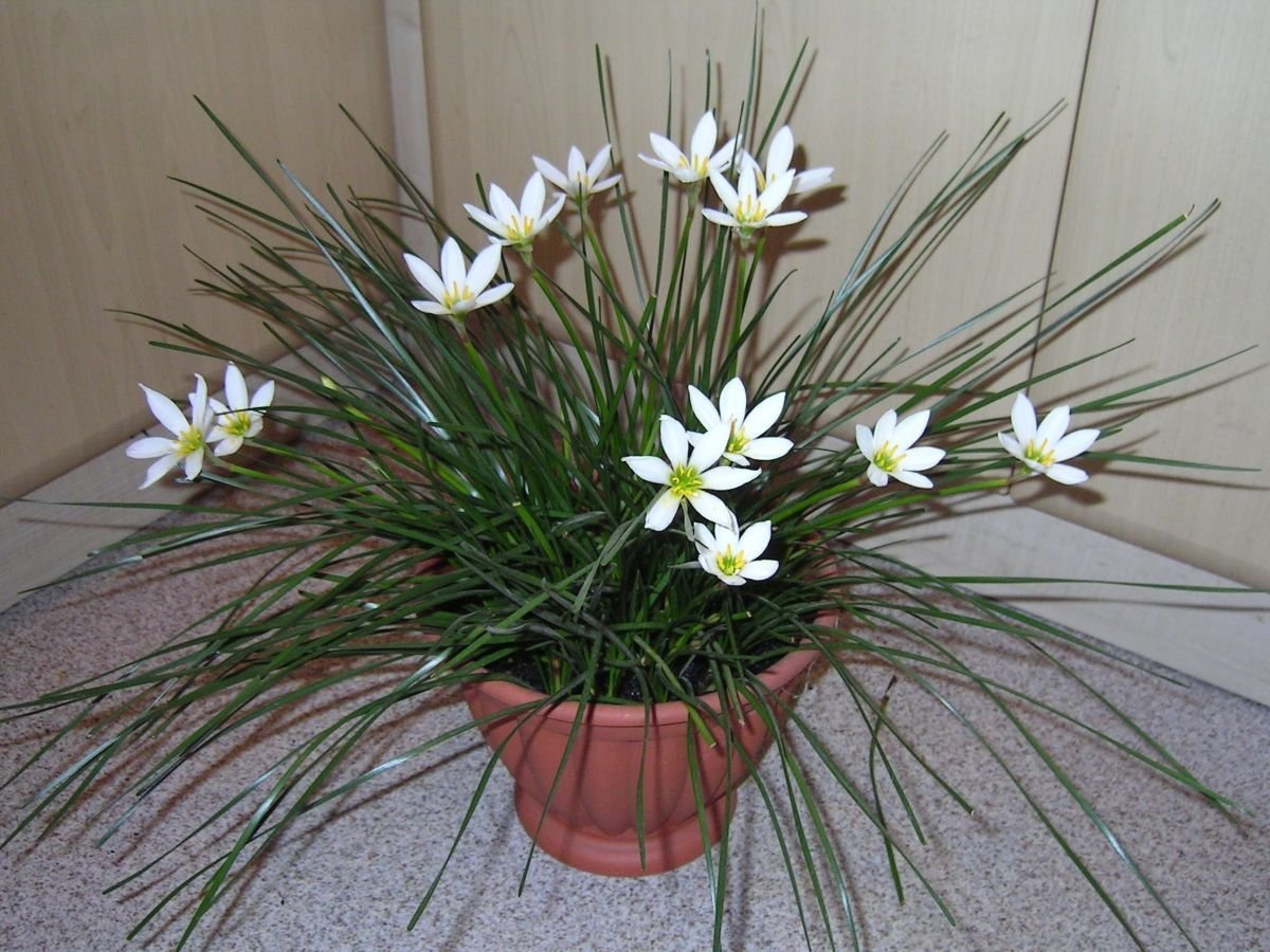 Зефирантес выскочка