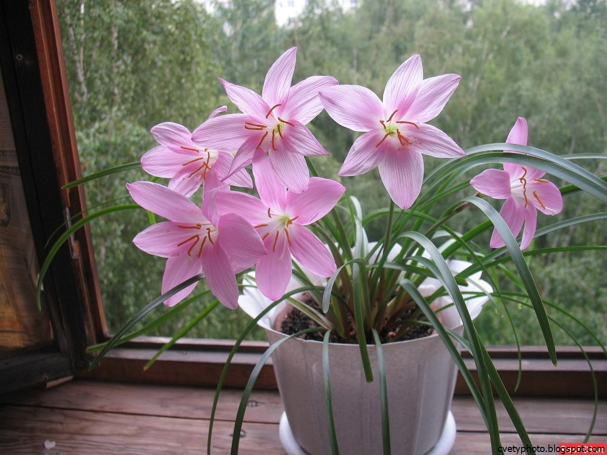 Зефирантес розовый