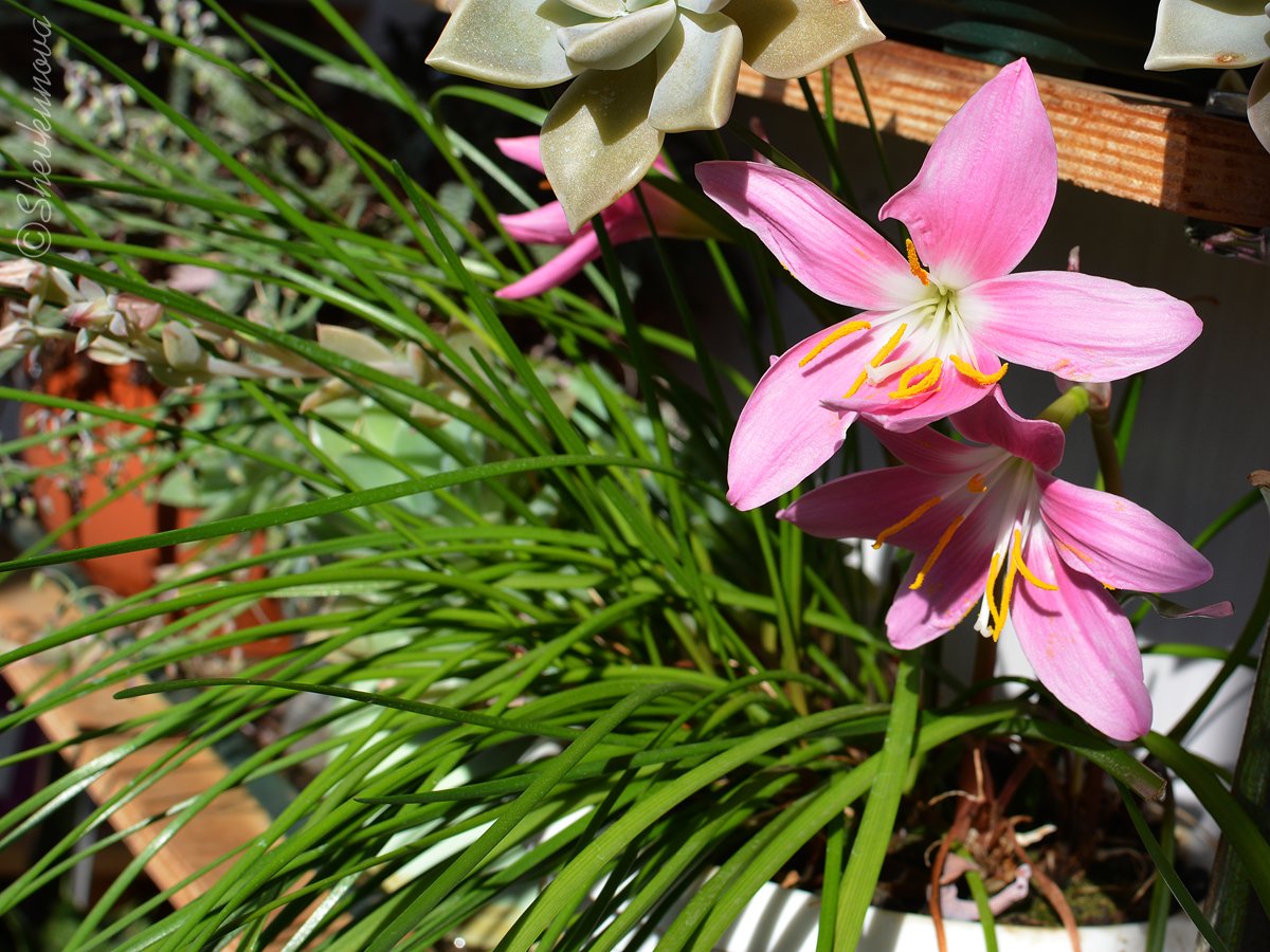 Зефирантес белоснежный