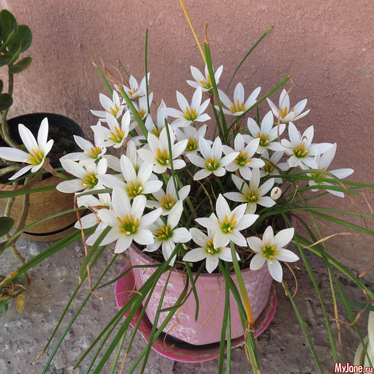 Зефирантес розовый