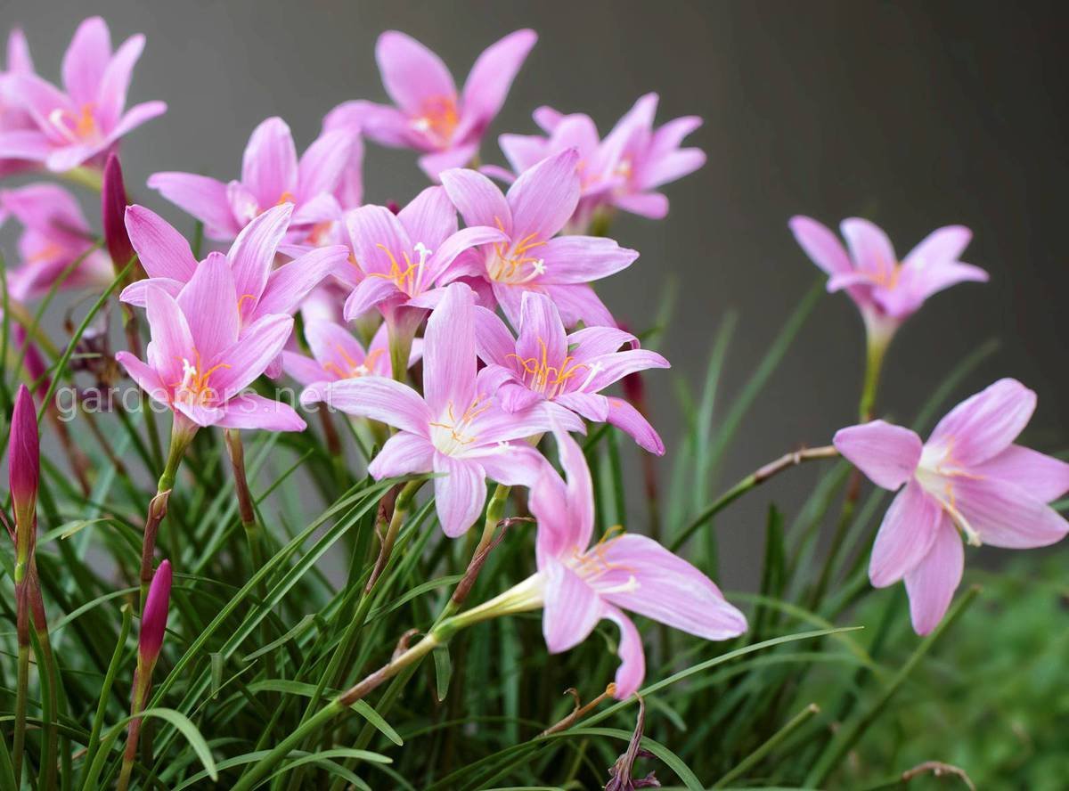 Выскочка картинки