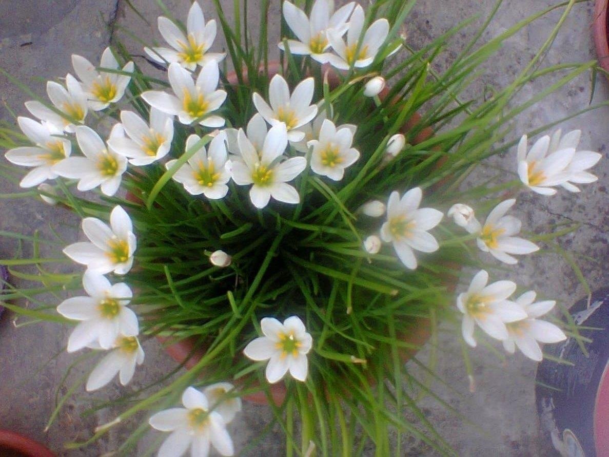 Зефирантес выскочка