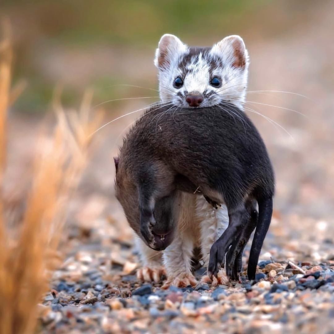 Патагонский горностай