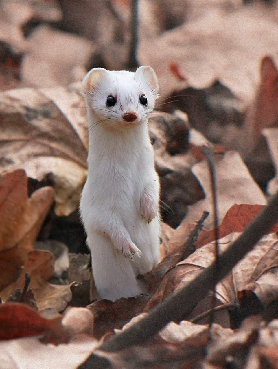 Ласка (Mustela nivalis)