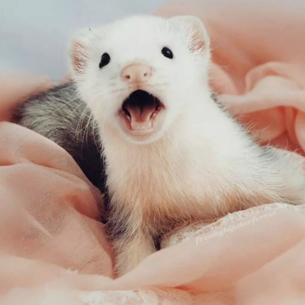 Ласка фретка