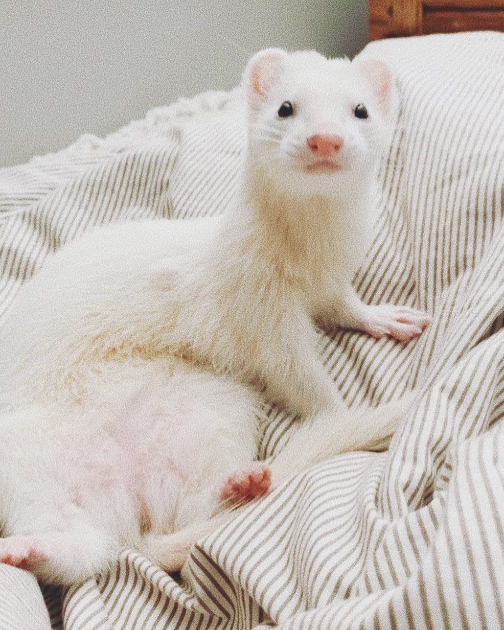 Белый хорек Драко