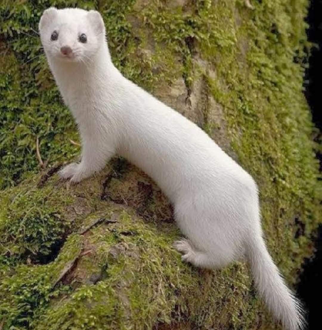 Горностай (Mustela erminea)