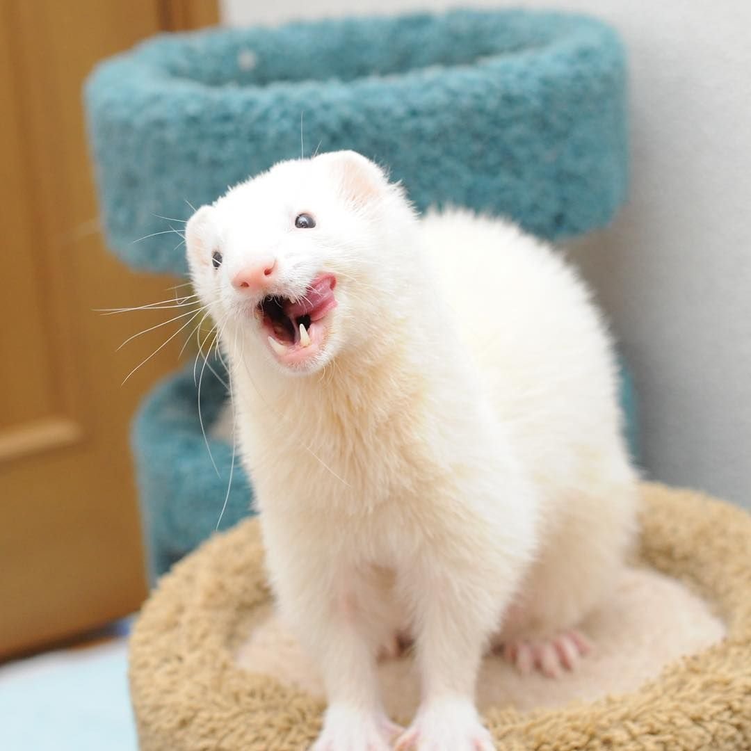 Хорёк домашний белый