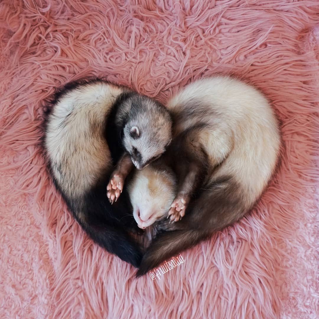 Голубой хорек