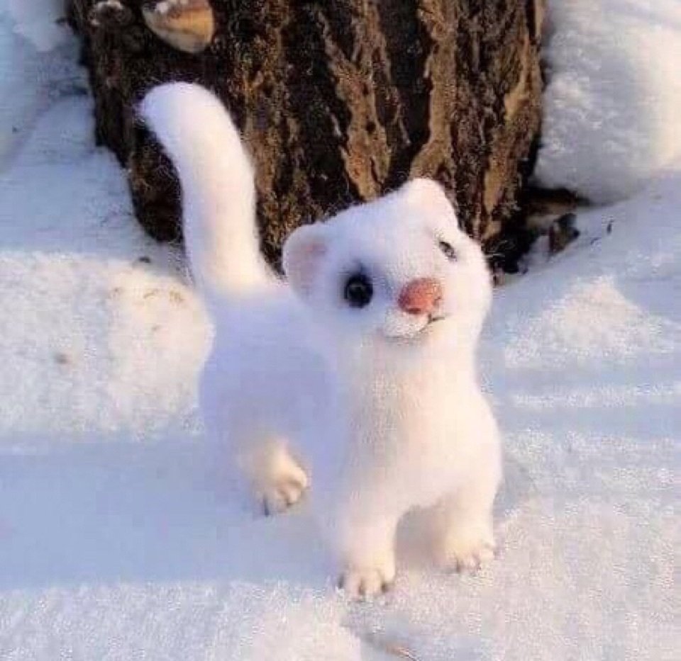 Норка ласка и горностай