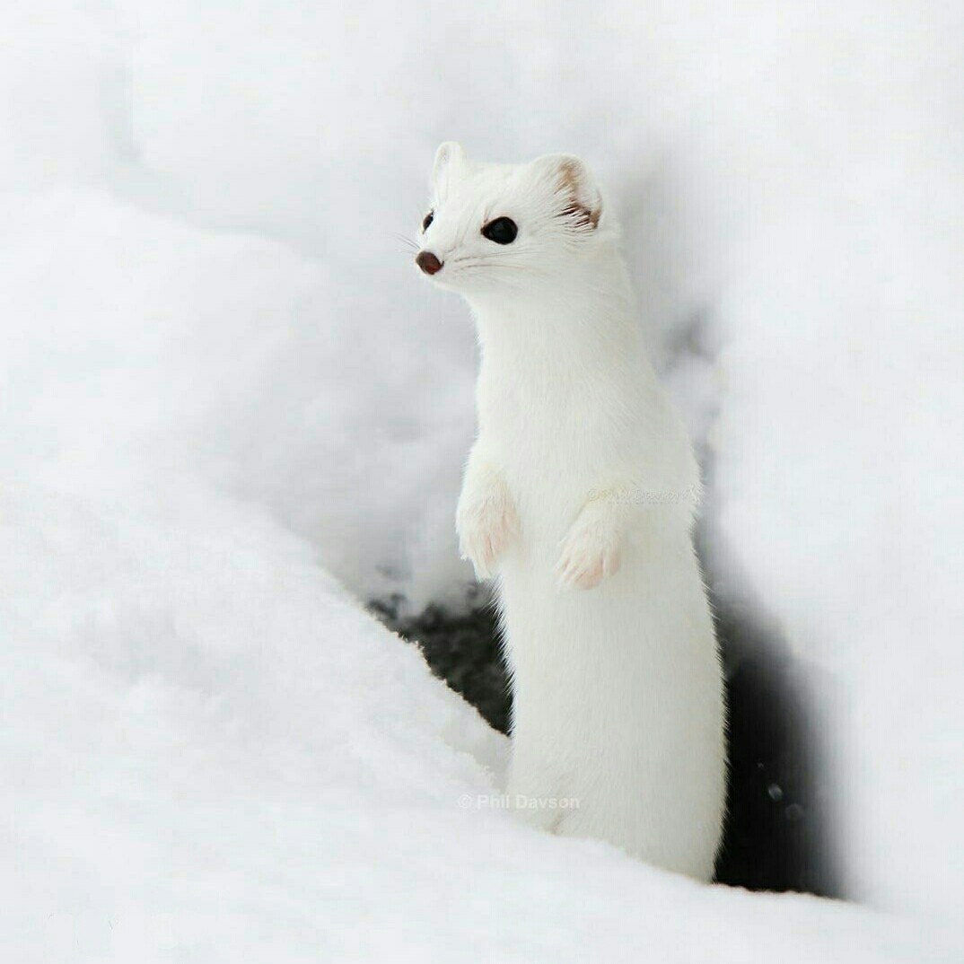 Тундровый горностай