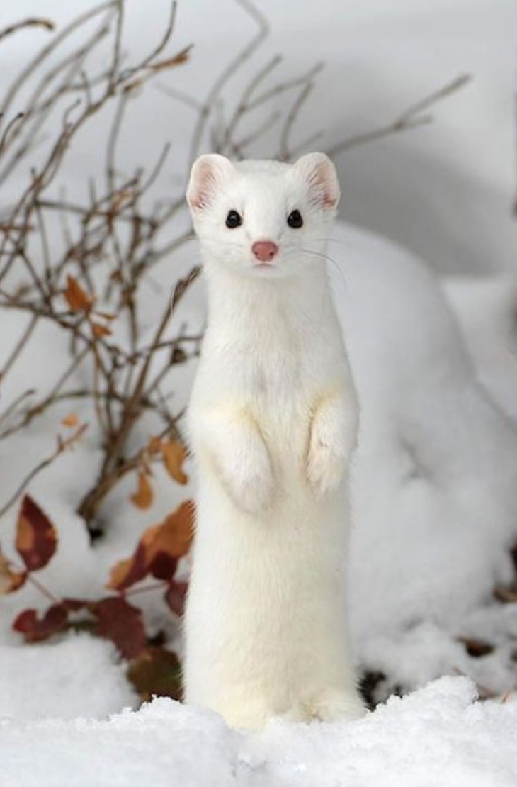 Соболь альбинос