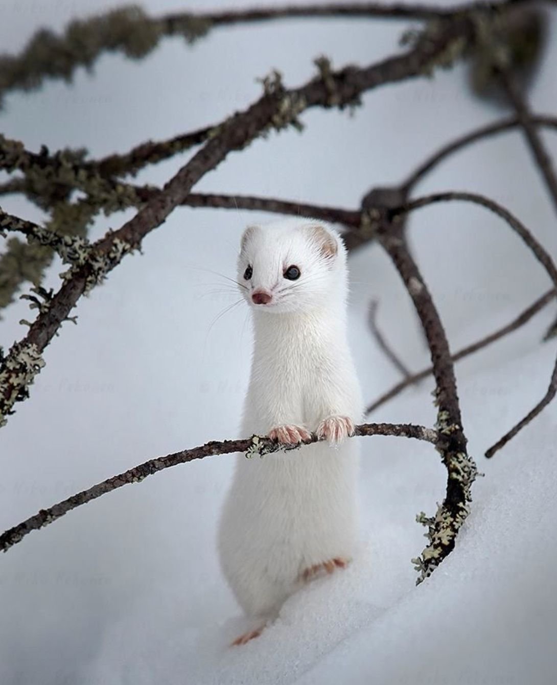 Горностай (Mustela erminea)