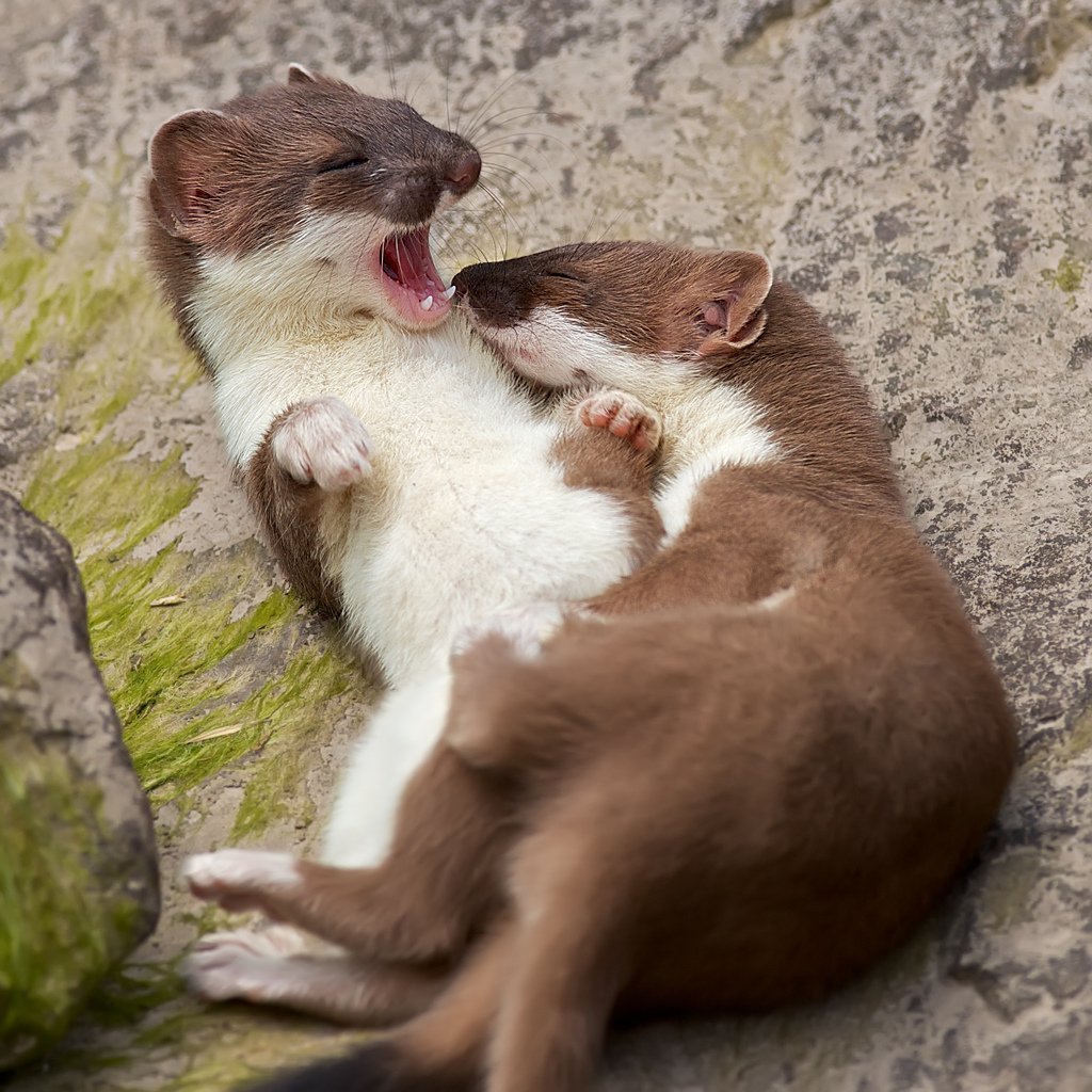 Ласки и хорьки