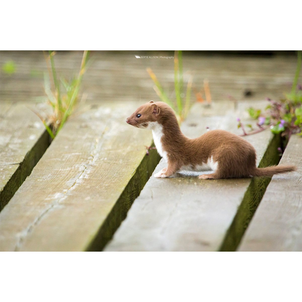 Ласка животное фото