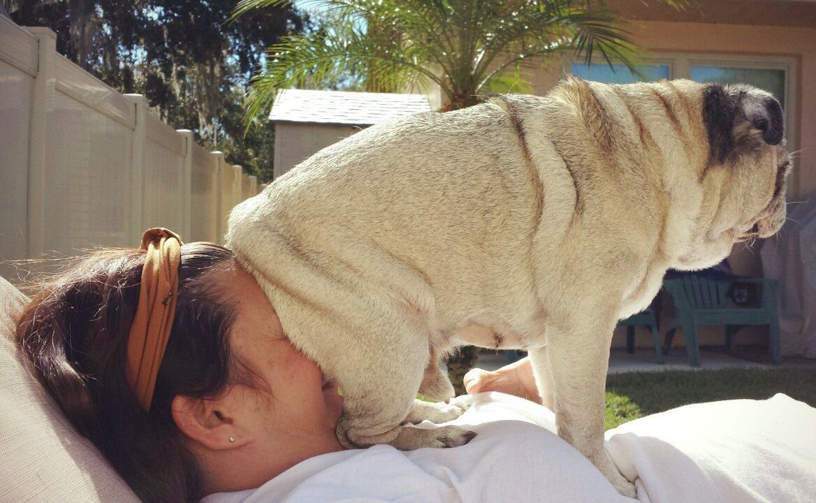 Самые смешные собаки до слёз