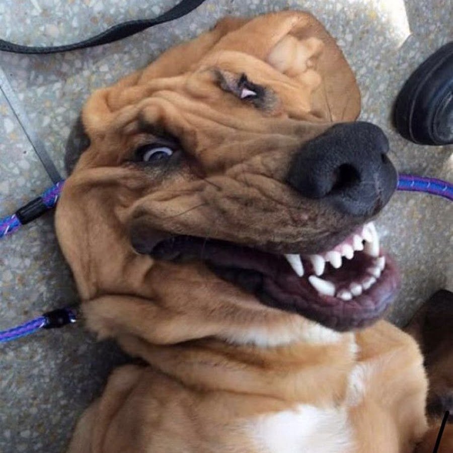 Смешные костюмы для собак