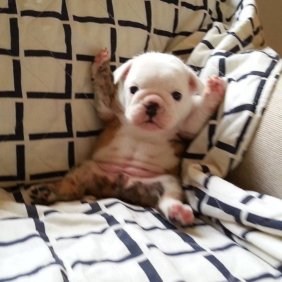 Мемы с животными