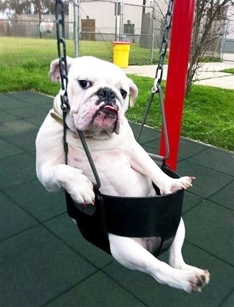 Смешной случай про собак