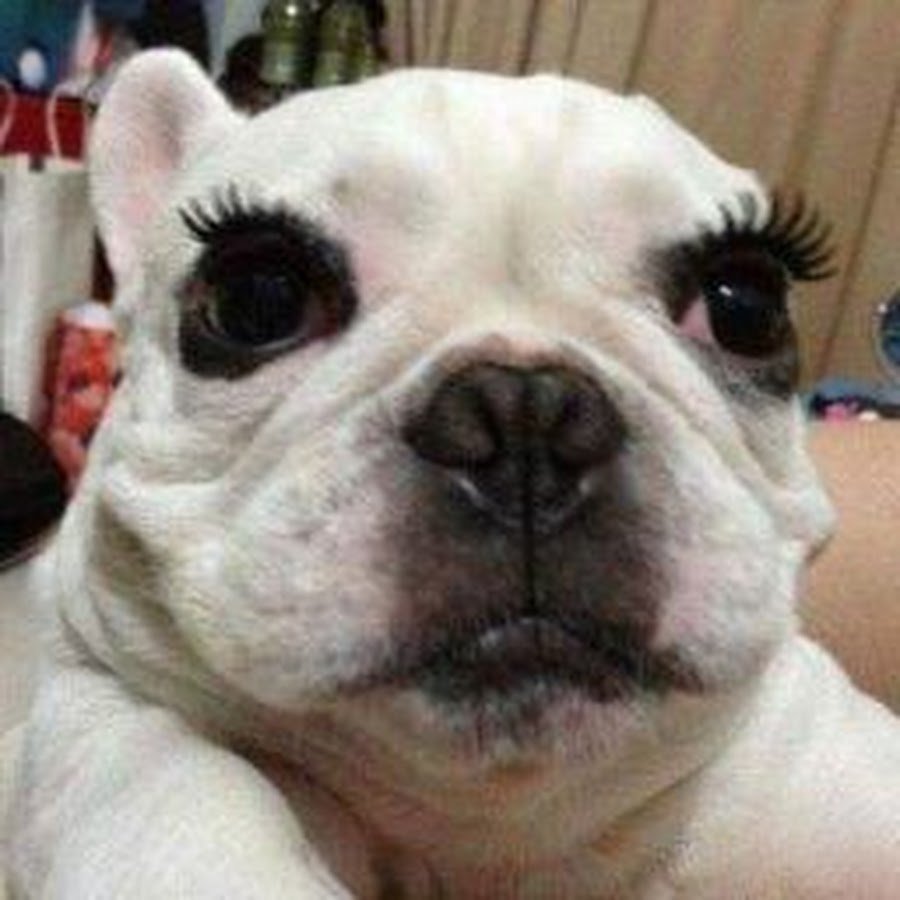 Рыжий кот фоткает себя