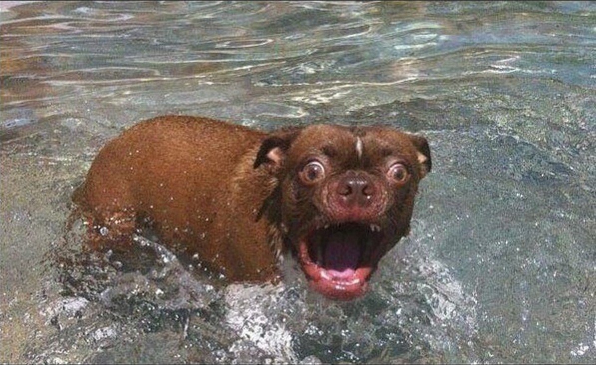 Смешные животные до слез