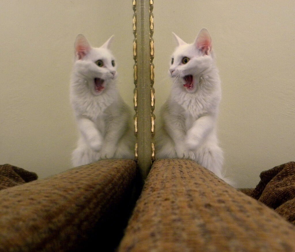 Собака в хлебушке