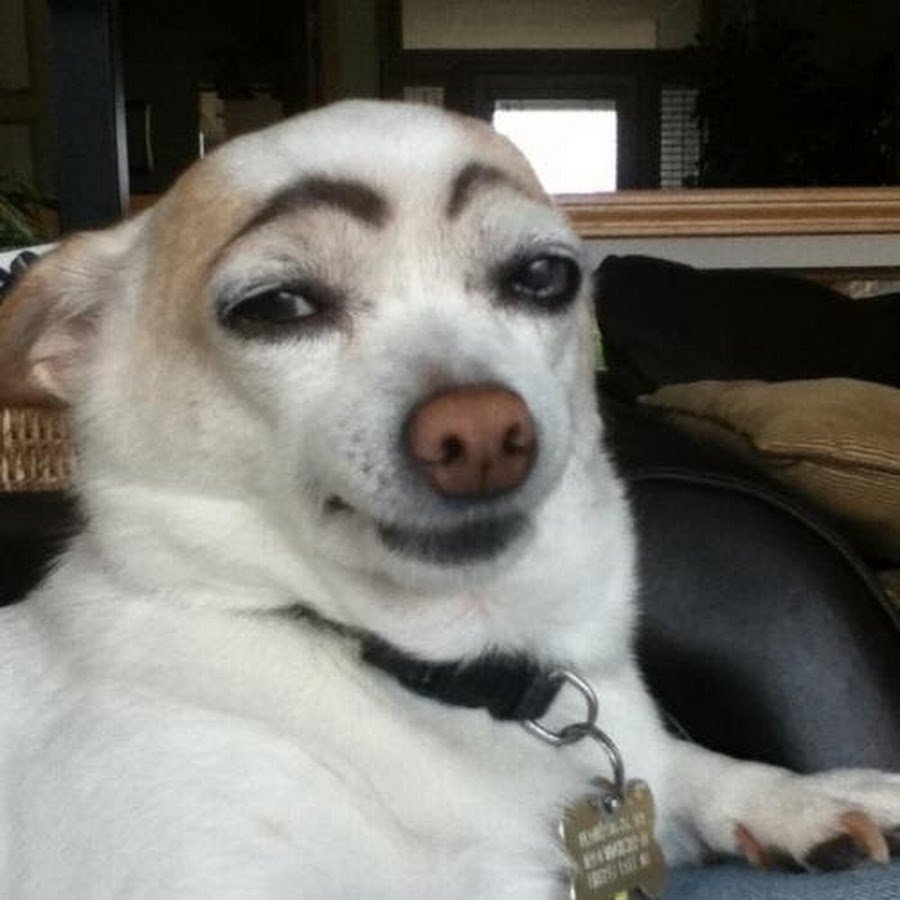 Смешные животные до слёз