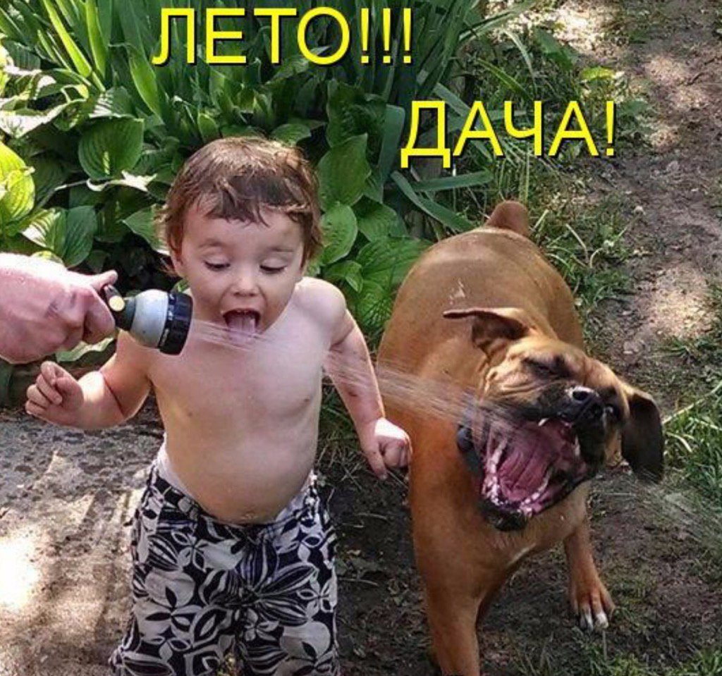 Кот с собаками Мем