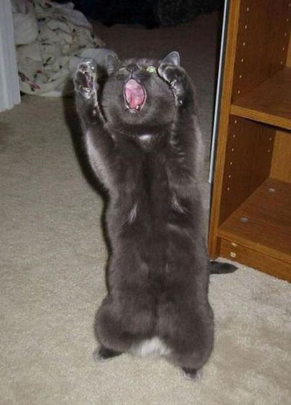 Про животных с надписями