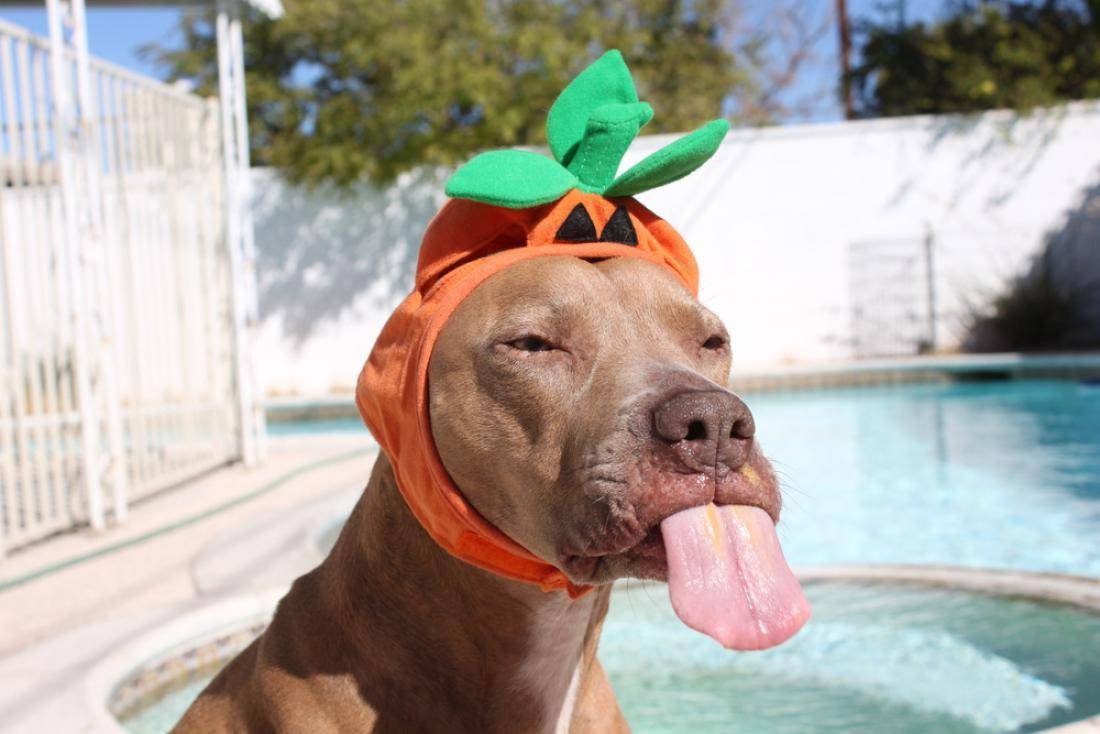 Смешные собаки приколы