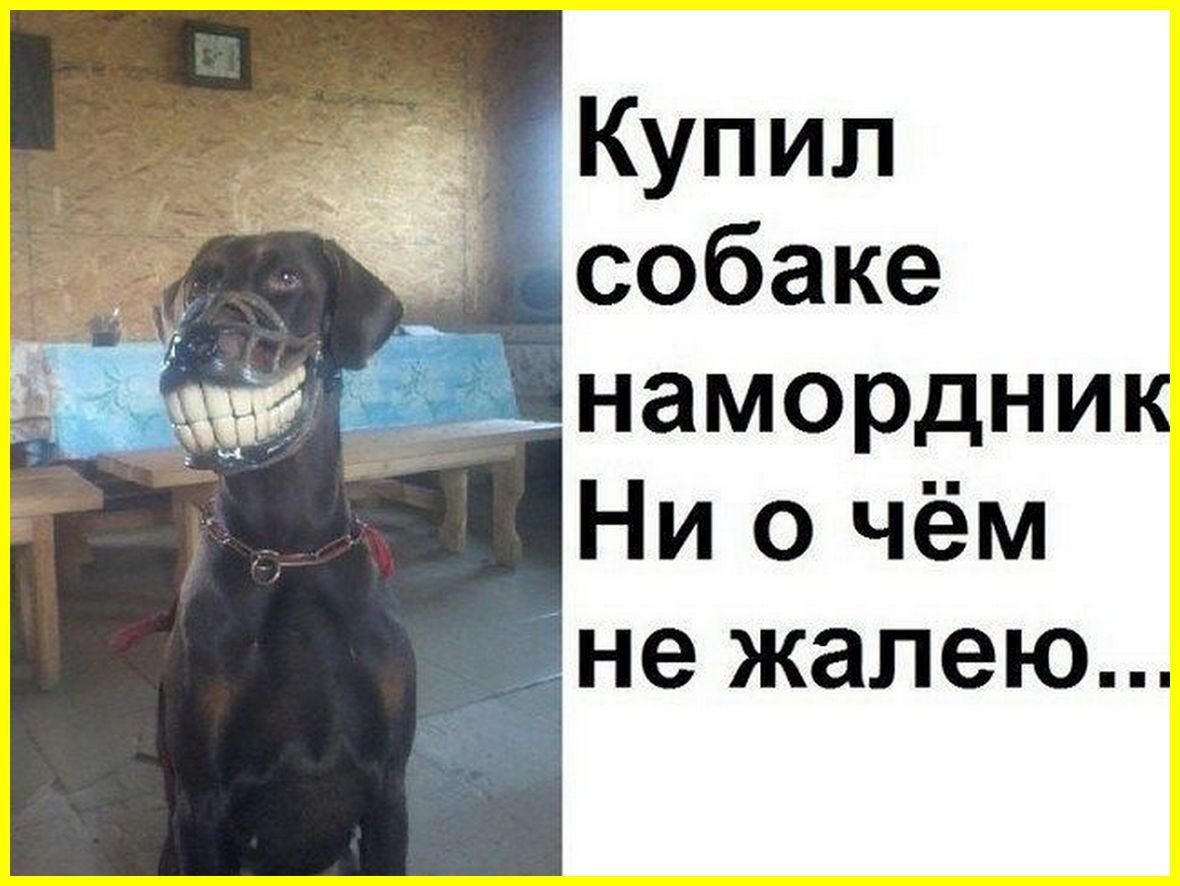 Дети и собаки смешное