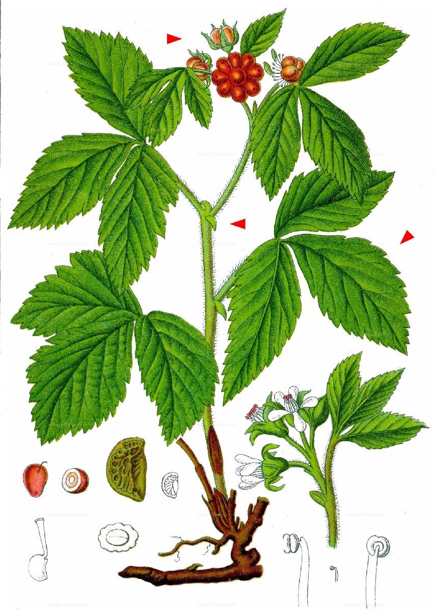 Княженика Ботанический рисунок