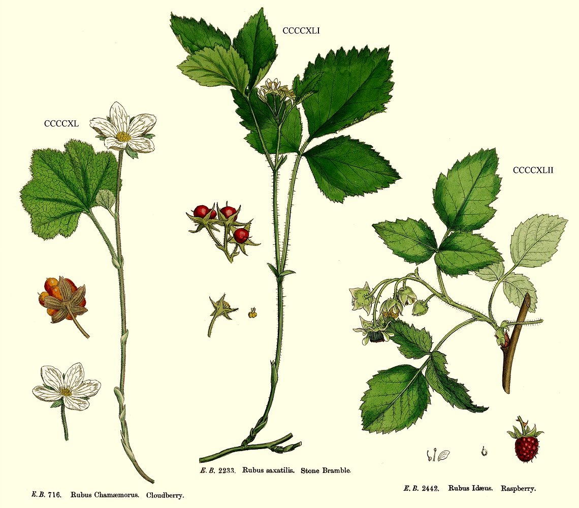 Костяника ботаника