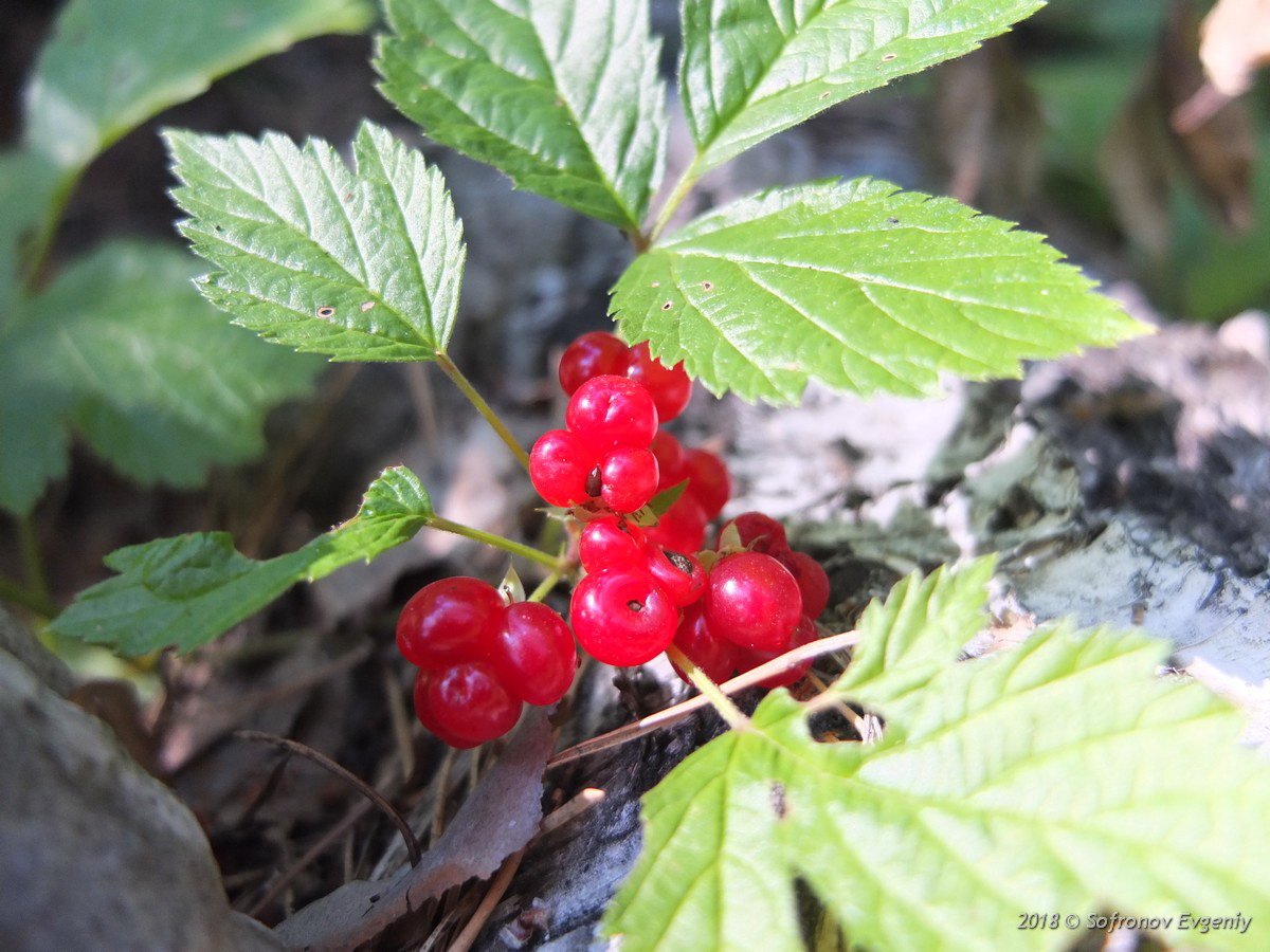 Костяника Лесная