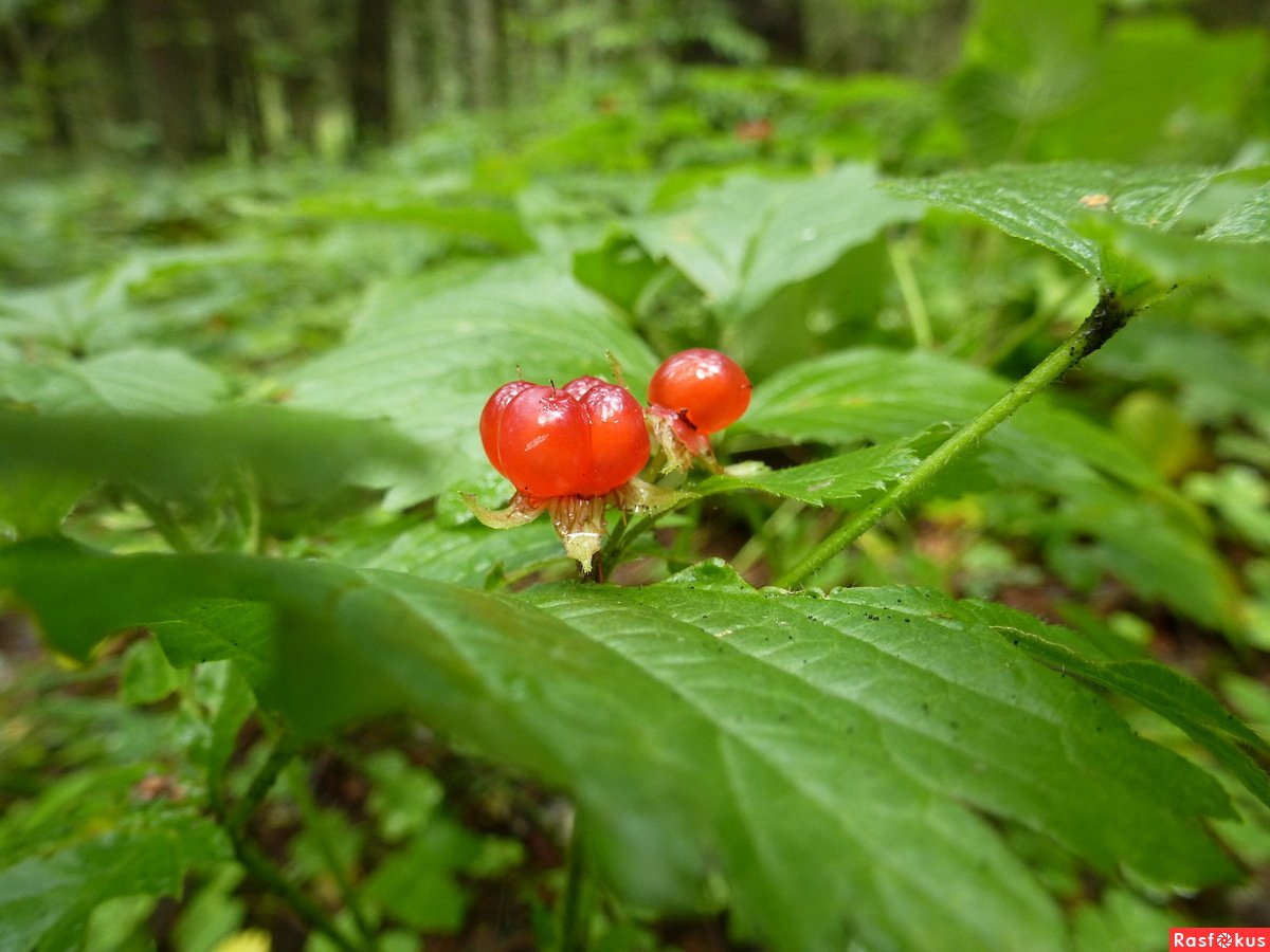 Костяника и Морошка