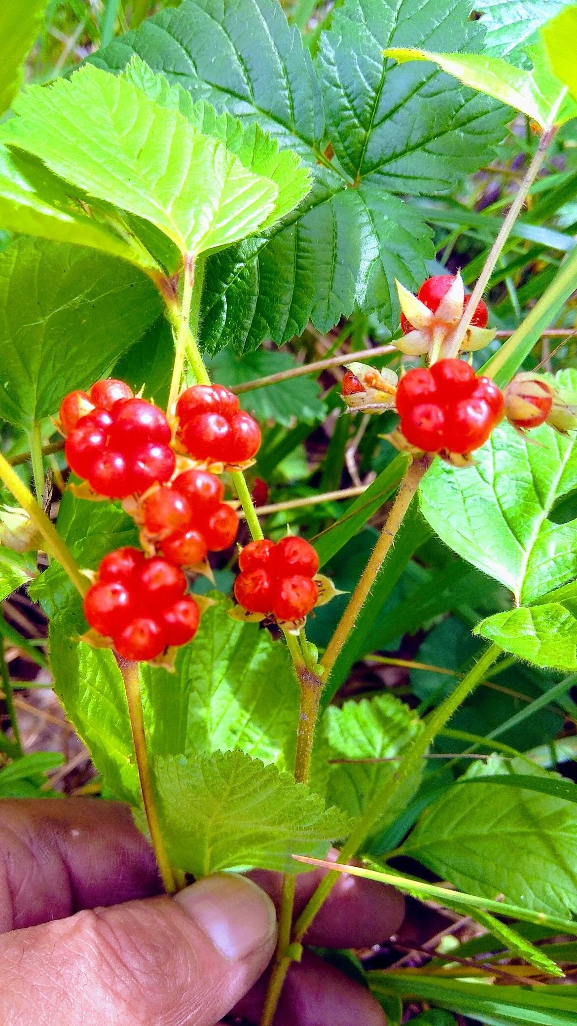 Костяника каменистая - Rúbus saxátilis