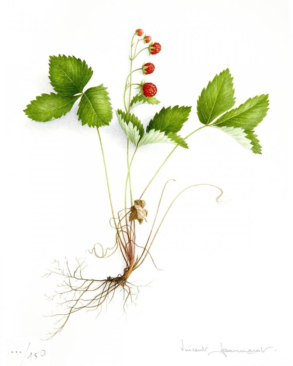 Костяника ягода