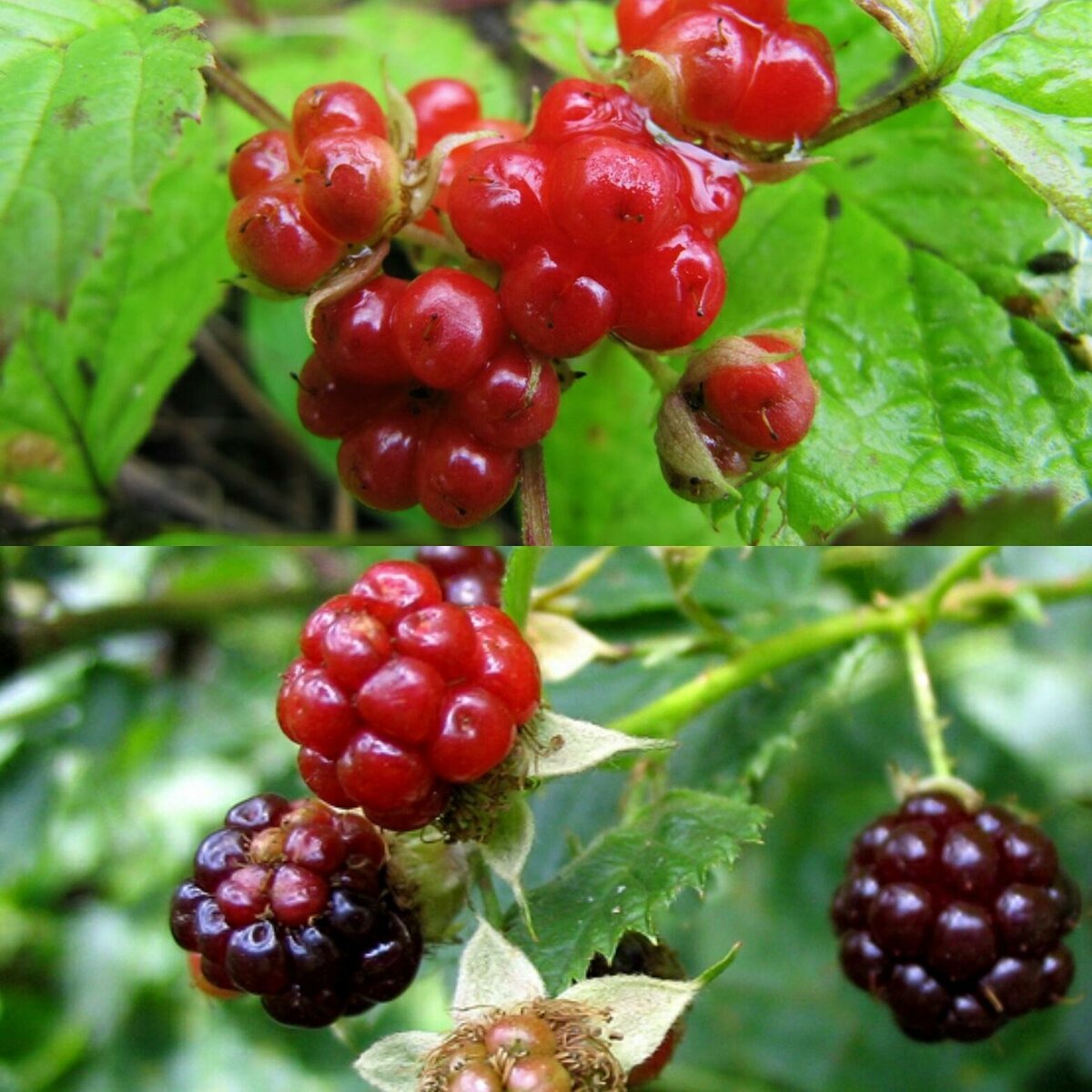 Стефан Каста Софи в мире ягод