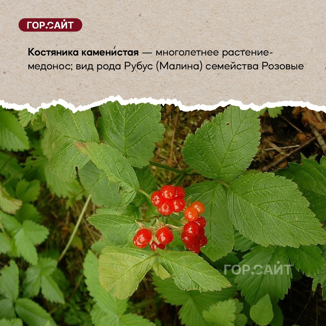 Винсент Женнеро Ботаническая акварель