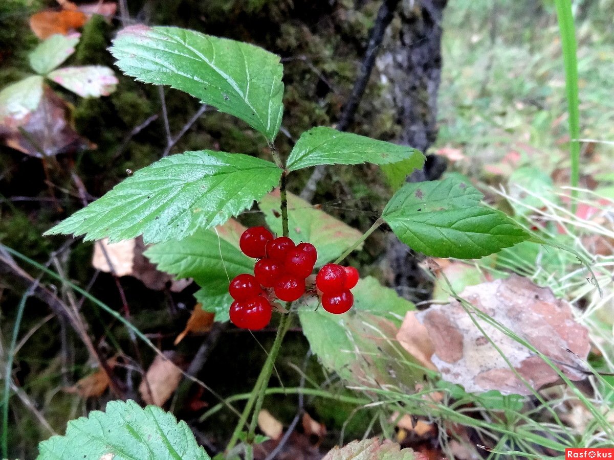 Земляника Лесная корень