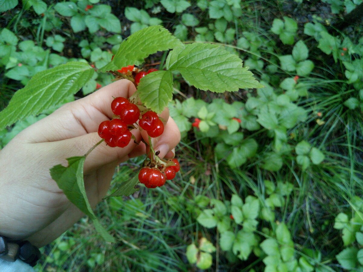 Морошка (Rubus chamaemorus)