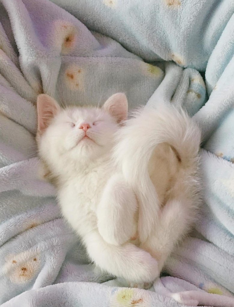 Спящий котенок