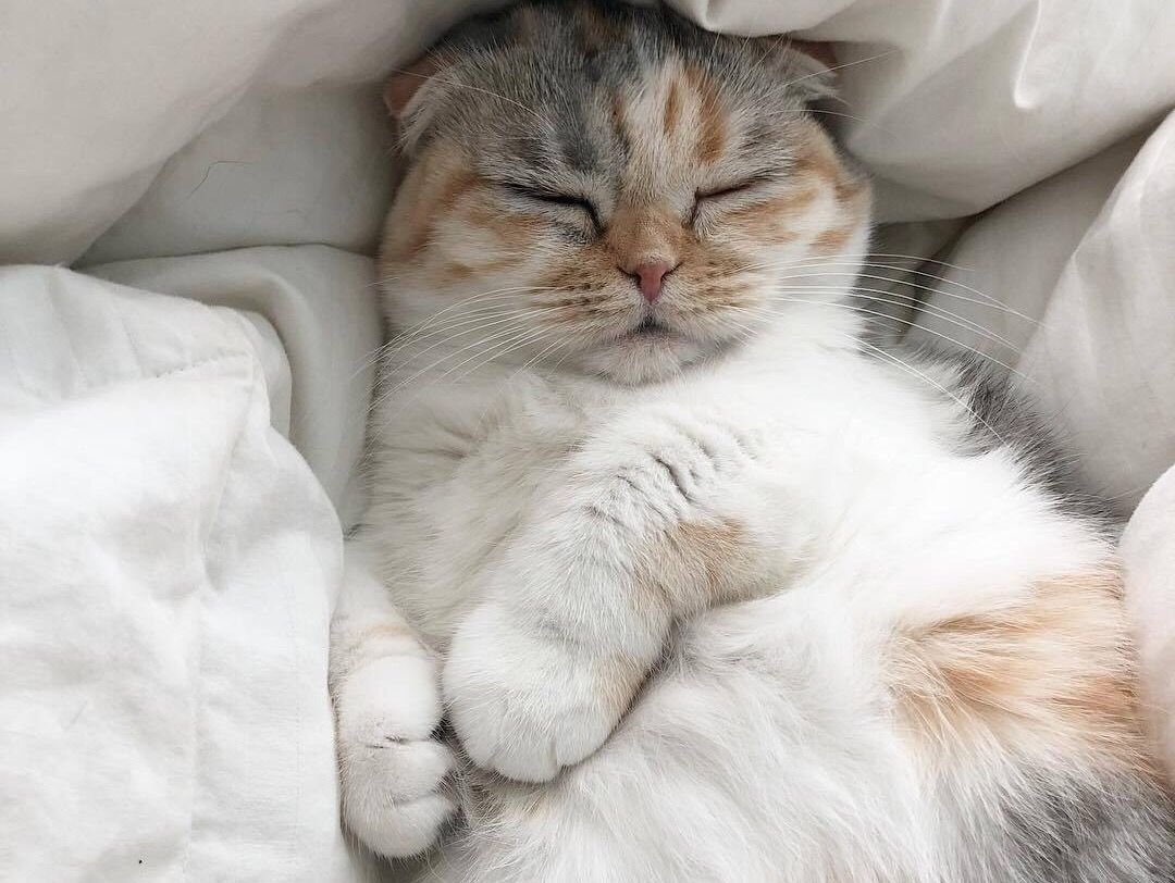 Спящий кот Эстетика